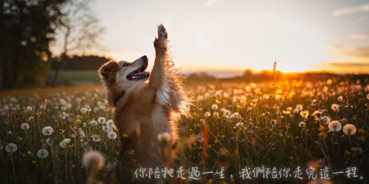 寵物過世怎麼辦?相思樹寵物禮儀服務與處理方式整理