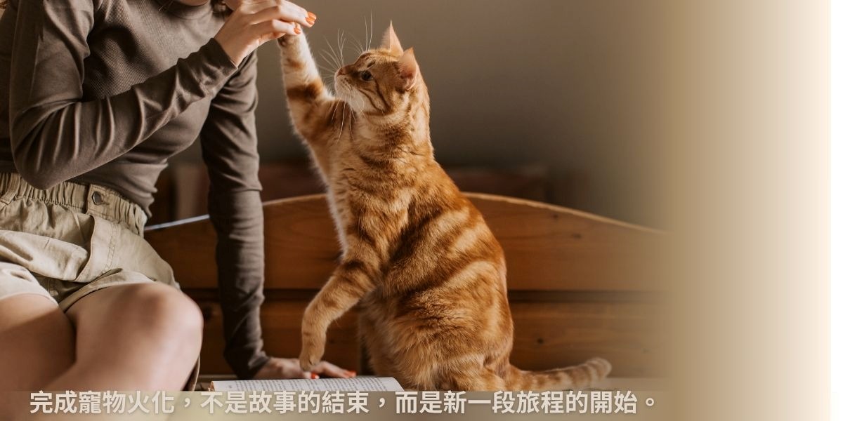 寵物火化怎麼進行？5分鐘了解流程與價格，讓你不再手足無措