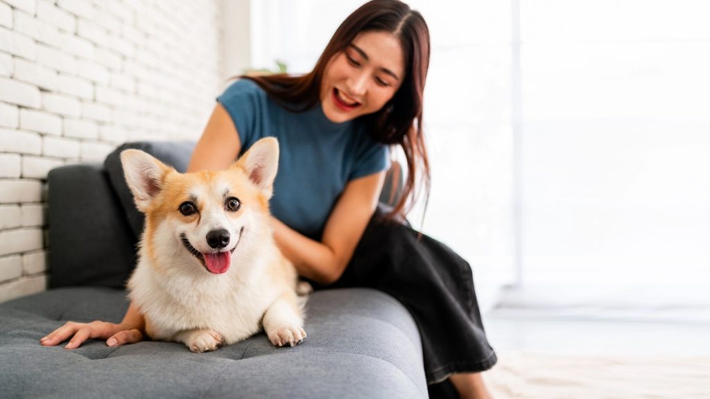 個人寵物火化以及團體寵物火化都可以根據飼主的需求去選擇。