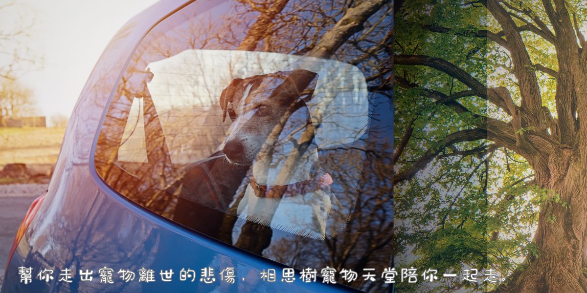 幫你走出寵物離世的悲傷,10個方法和寵物過世調適建議給毛孩爸媽指引