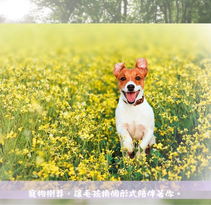 【寵物樹葬】是什麼？從寵物樹葬盆栽到費用一次看懂！