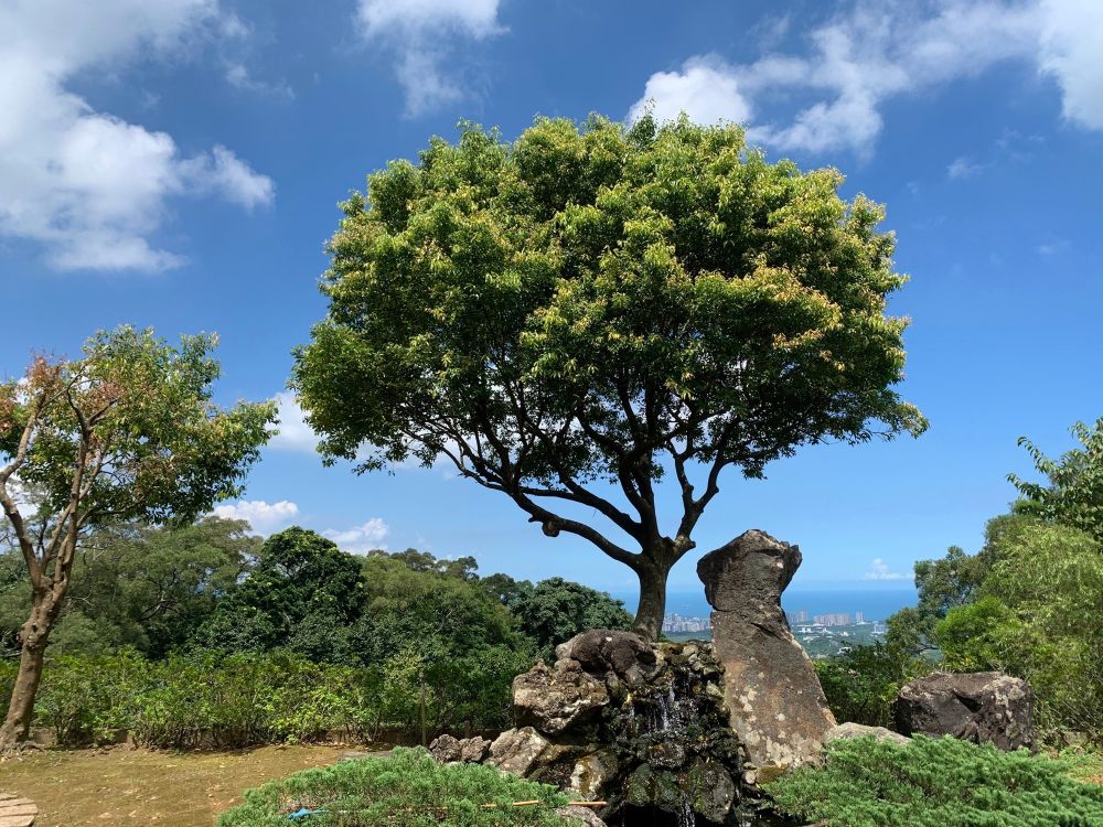 遼闊的相思樹園區景觀,寵物樹葬在園區內可以自由地奔跑