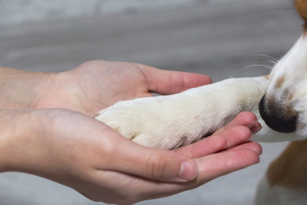 相思樹寵物天堂合法的寵物往生服務才能讓飼主放百分百的心