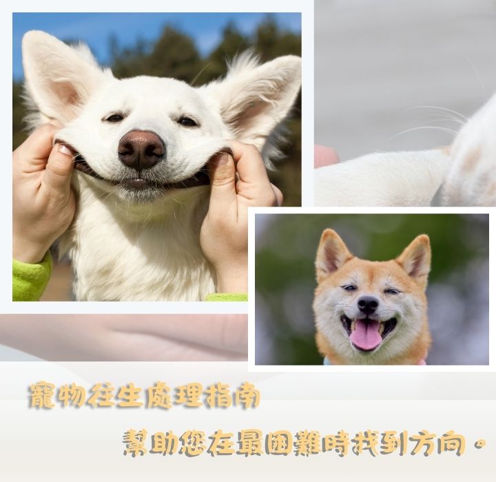 寵物往生怎麼處理?寵物往生安置方式、服務流程與費用全紀錄
