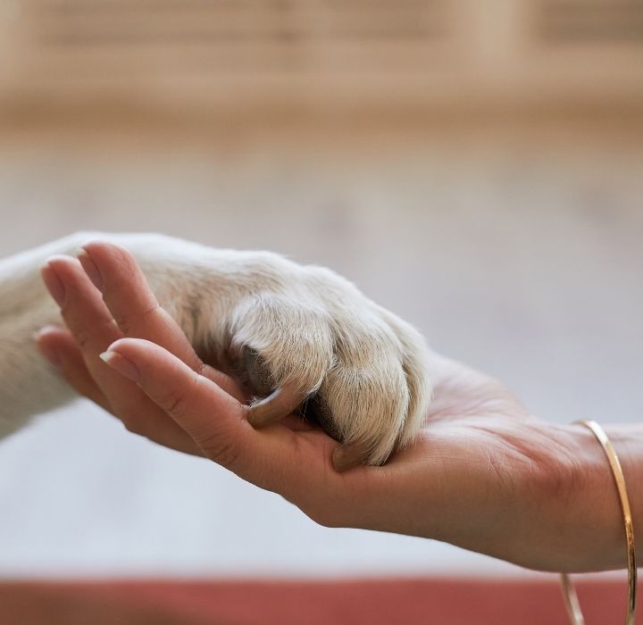 寵物往生處理是每個飼主最難面對的一件事,交給專業的業者處理可以更放心