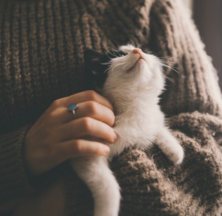 眾多寵物安葬方法,最主要就是需要選擇自己能接受、也可以讓毛寶體面的離開的方法