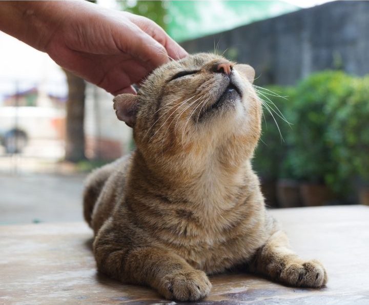 有哪幾種幫寵物祈福的方式?