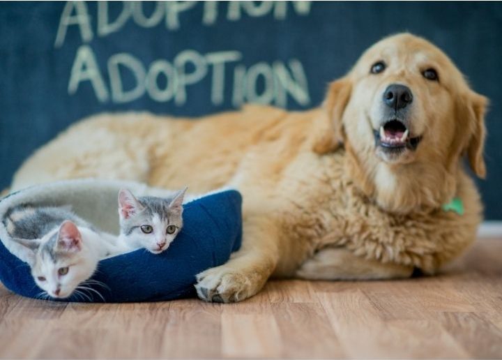 全台保佑寵物的廟宇有哪幾間?在哪個地區?