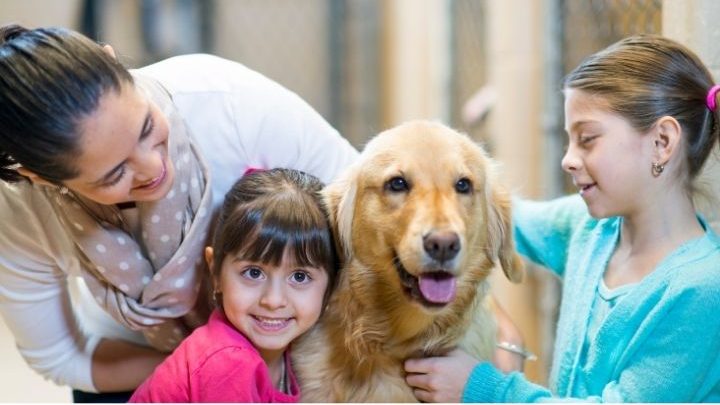 保佑寵物的神明有誰?從觀音到虎爺你無所不知