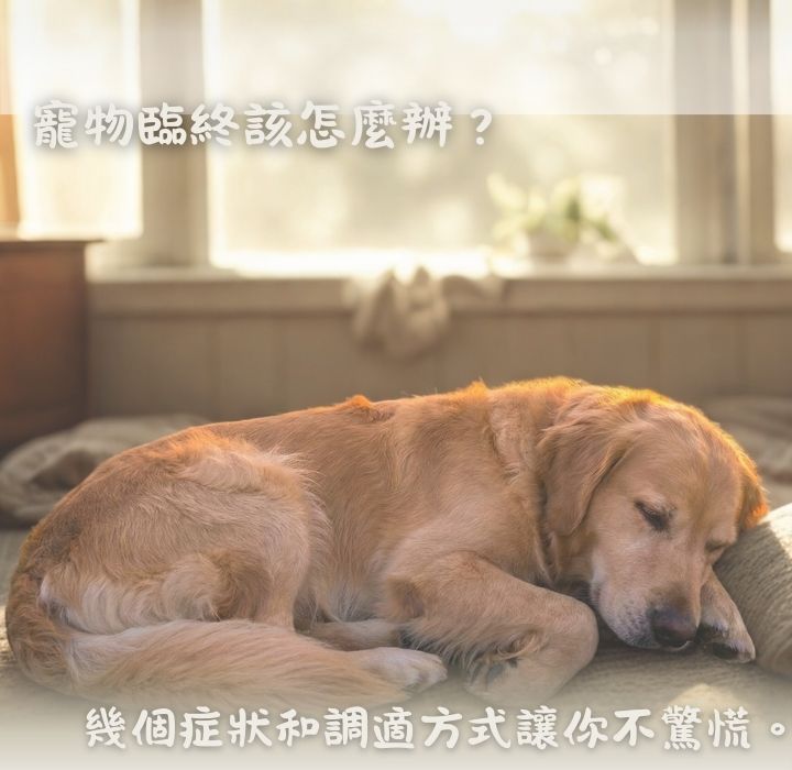 寵物臨終怎麼處理？臨終前症狀、心理調適到後續寵物禮儀服務全紀錄