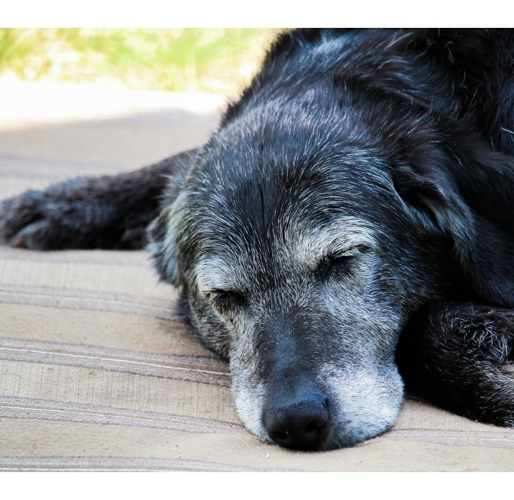 寵物臨終有哪些常見問題要處理?