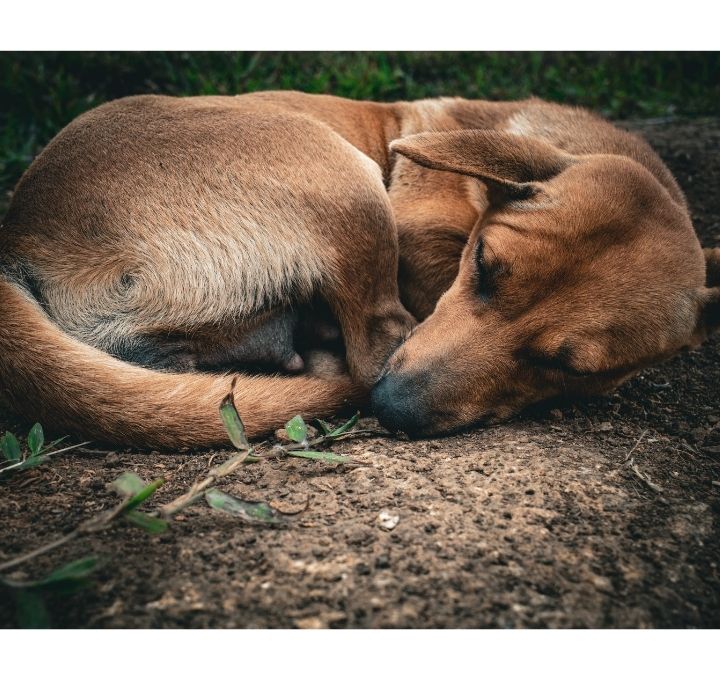 把自己調適好,過好自己的生活,也讓毛孩安心離開