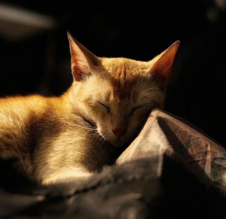 怎麼選擇寵物臨終服務?該怎麼選擇合法寵物禮儀業者?