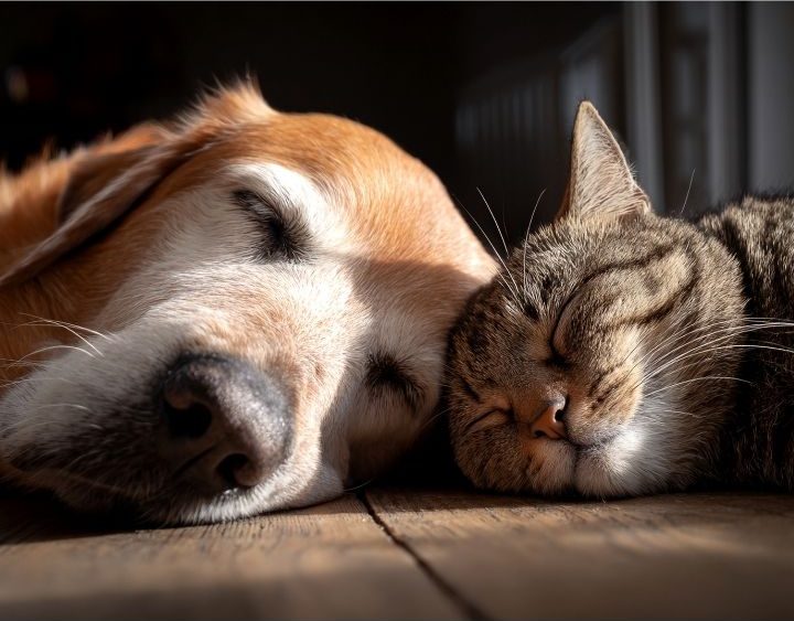 寵物臨終怎麼面對?要怎麼處理寵物後事?