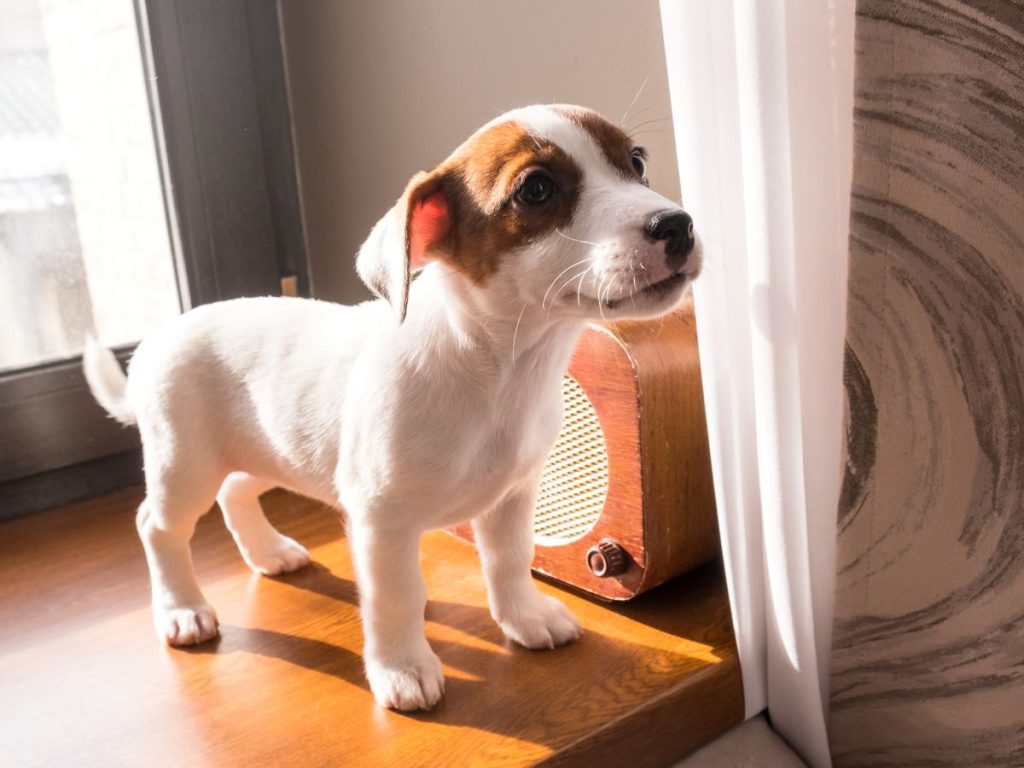 寵物火化服務要找誰？3種常見的寵物殯葬處理管道